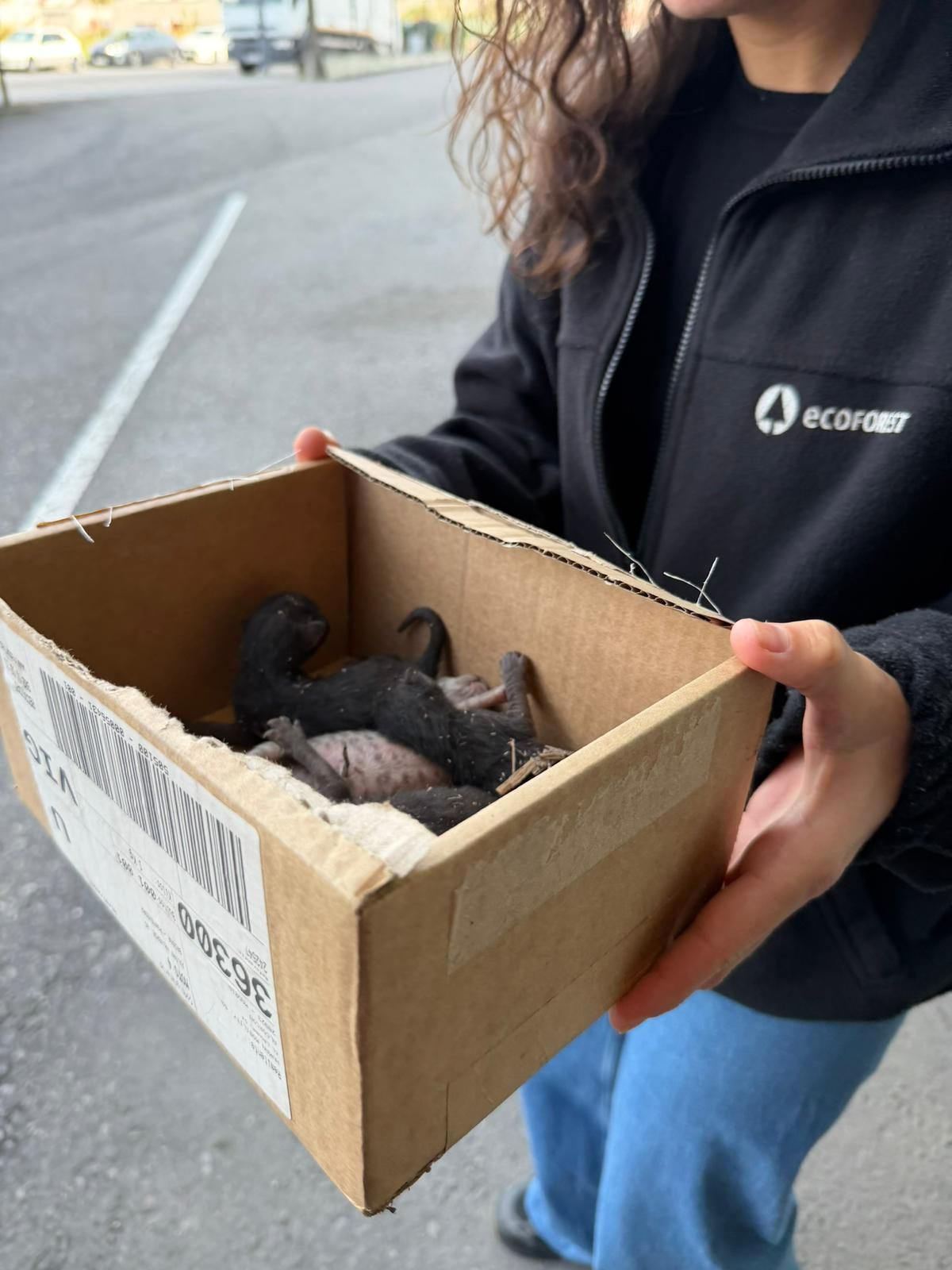 Los bebés gatunos recién rescatados en Nigrán
