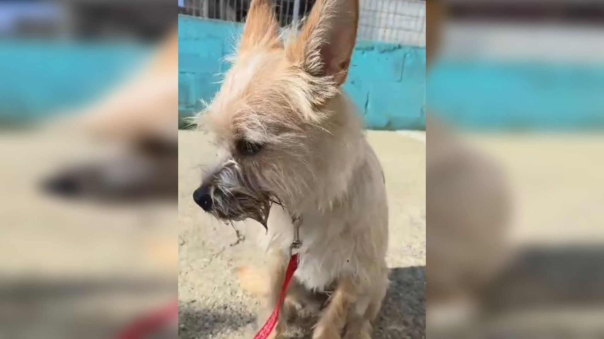 Patu es una perrita de siete meses que fue abandonada en la protectora de Tui y busca una nueva familia