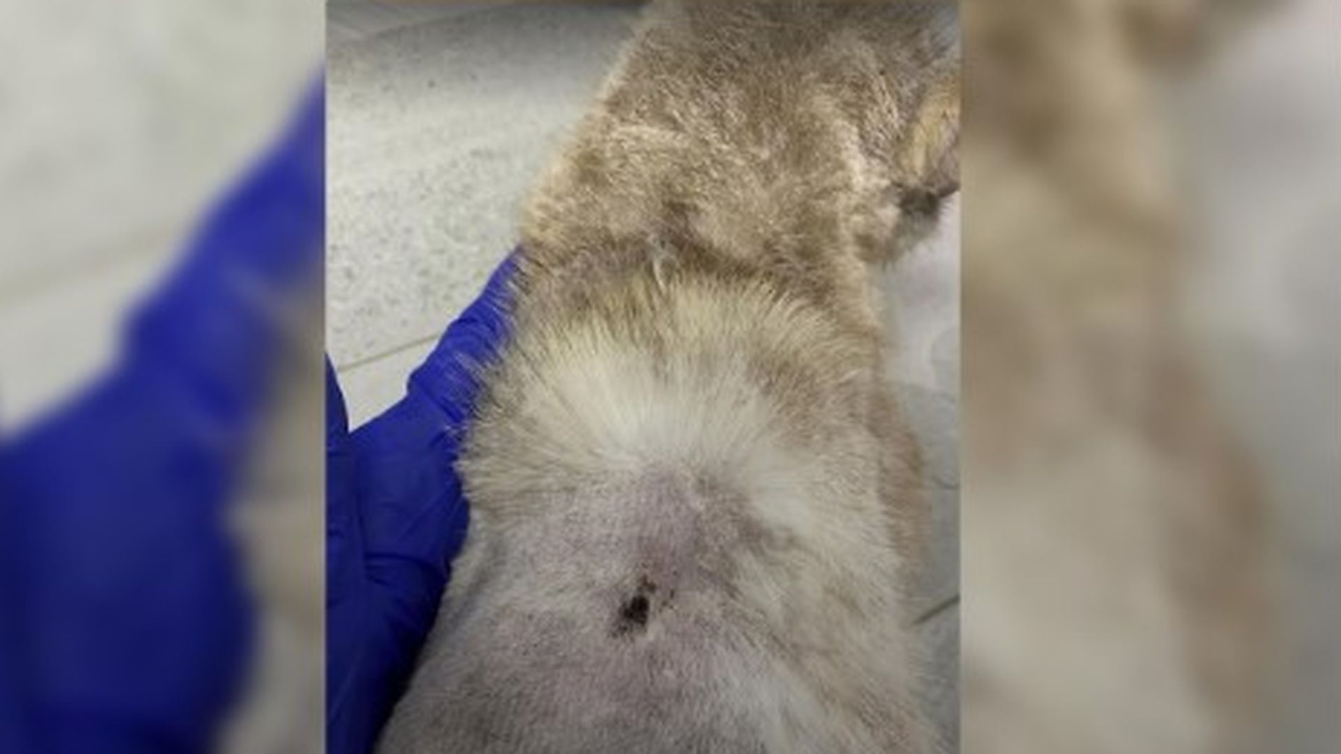 Piden ayuda ciudadana para encontrar al responsable de disparar con una escopeta a una gata embarazada en un colegio de Jódar, Jaén