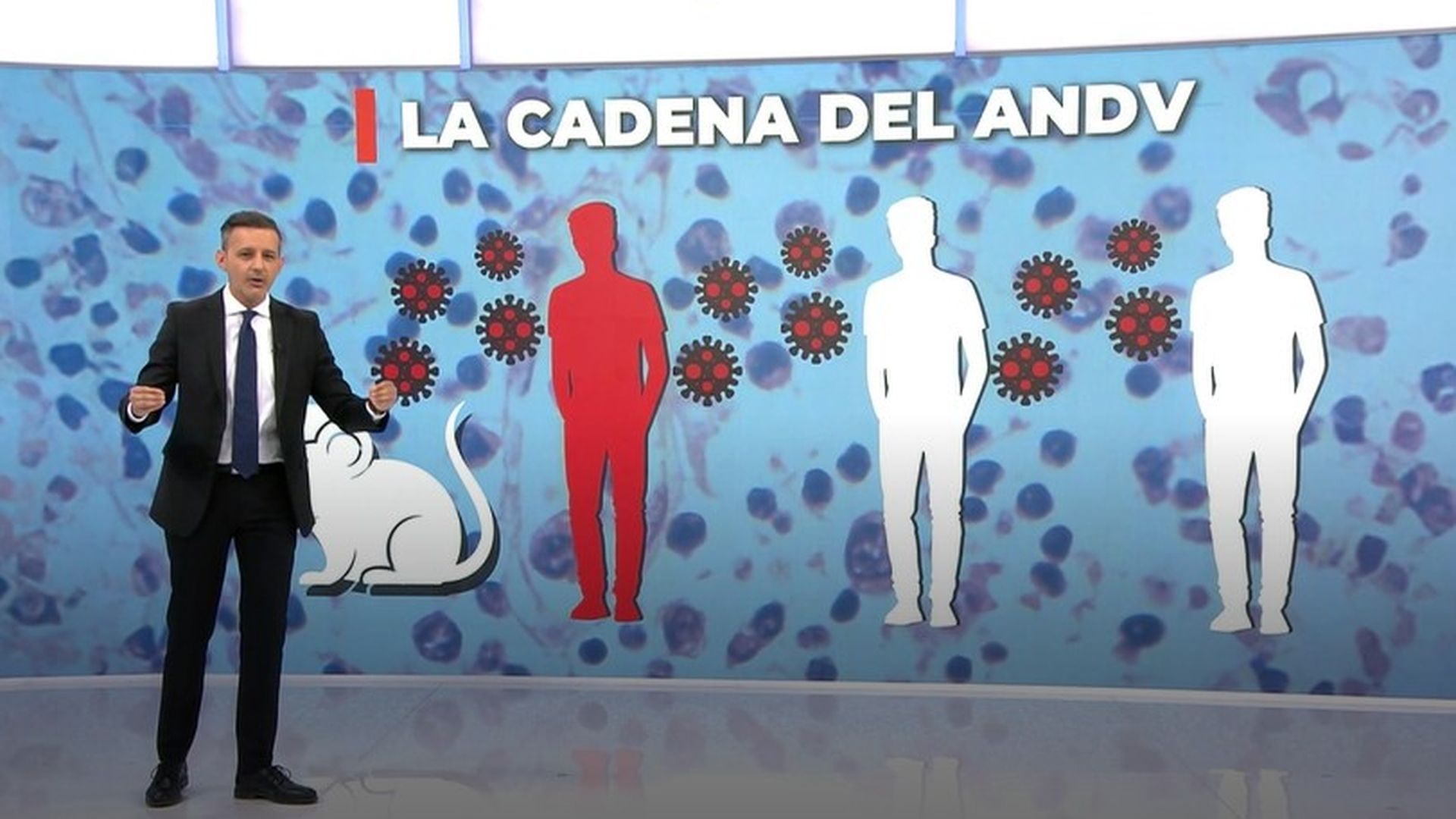 Los 'supercontagiadores' de los brotes de hantavirus: cómo contagian y el período en el que se produce la trasmisión