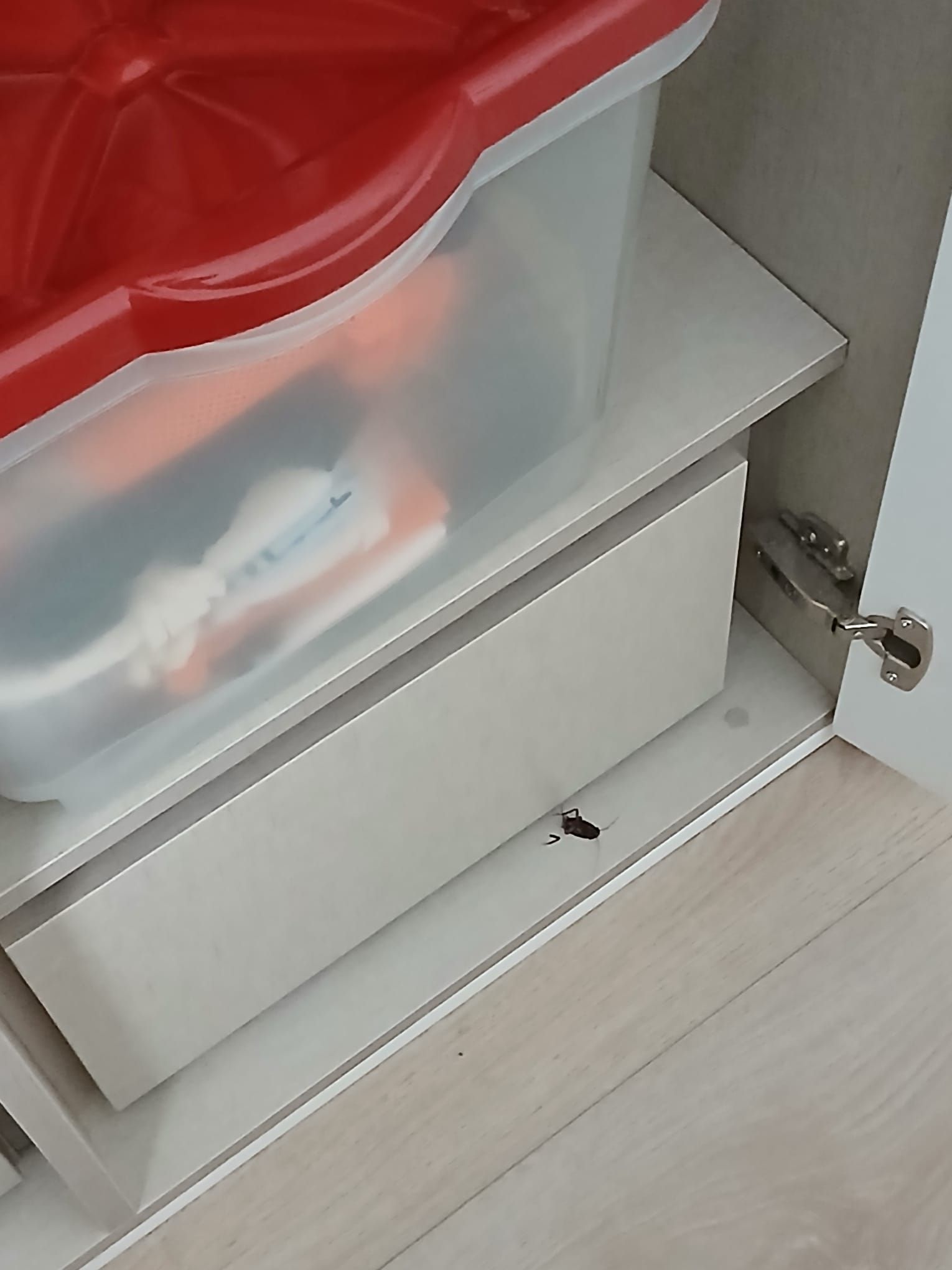 Una cucaracha dentro de un armario de un vecino del barrio de las Flores en Vigo