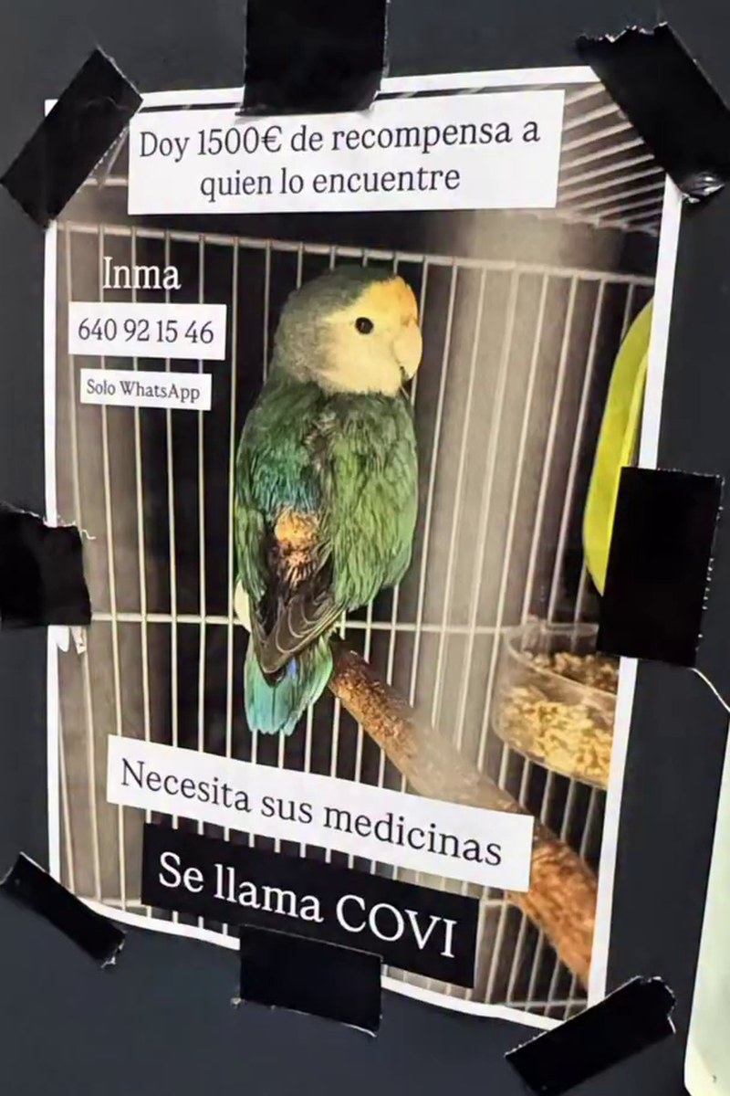 Uno de los carteles que colgó cuando se perdió su pájaro Covi