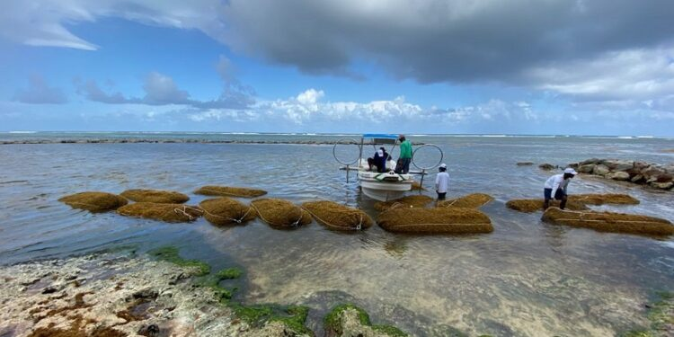 Alga recolectada por los pescadores en República Dominicana