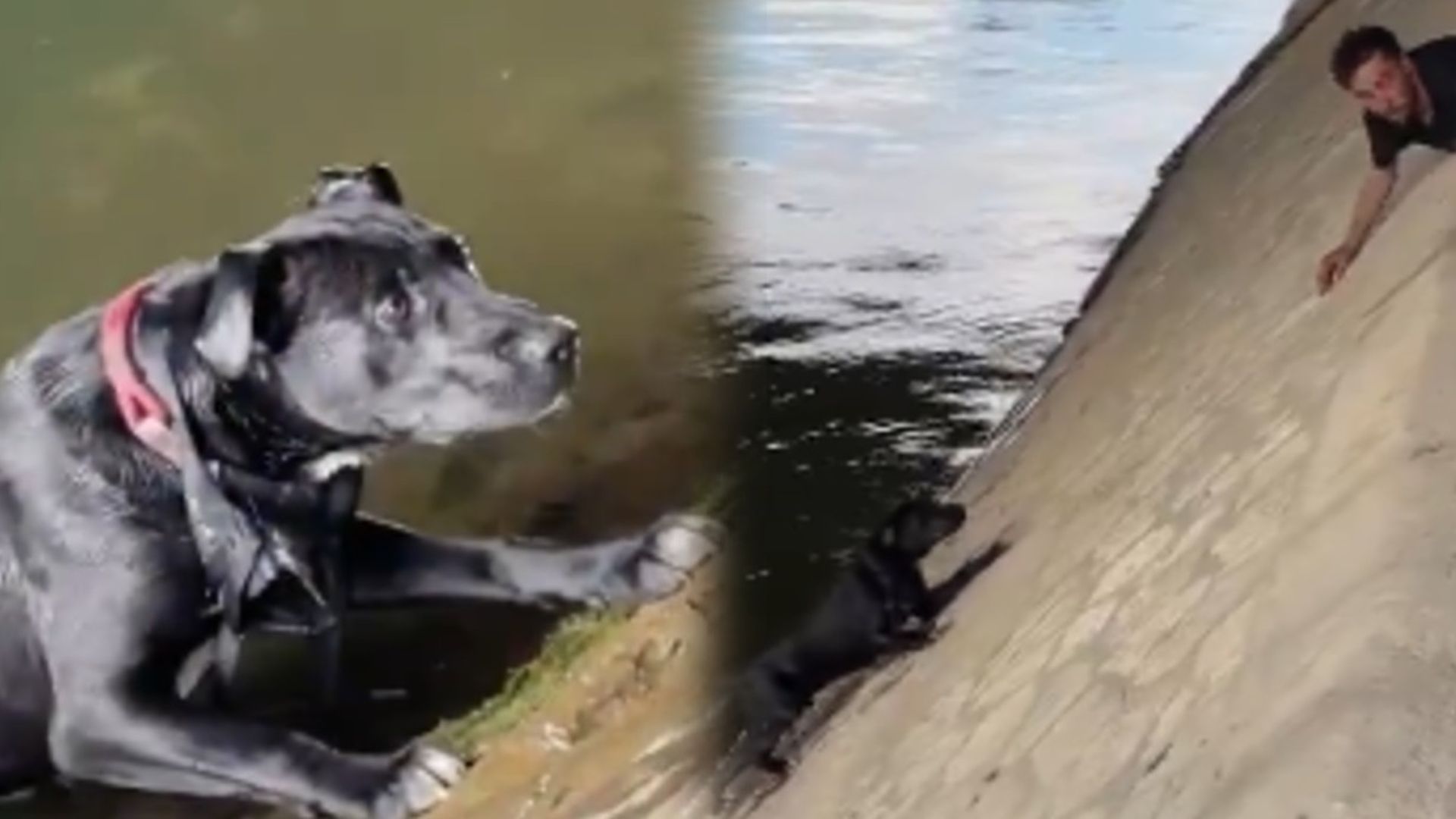 Así fue el angustioso rescate de un perro atrapado en el río Sena: un grupo de personas formaron una cadena humana