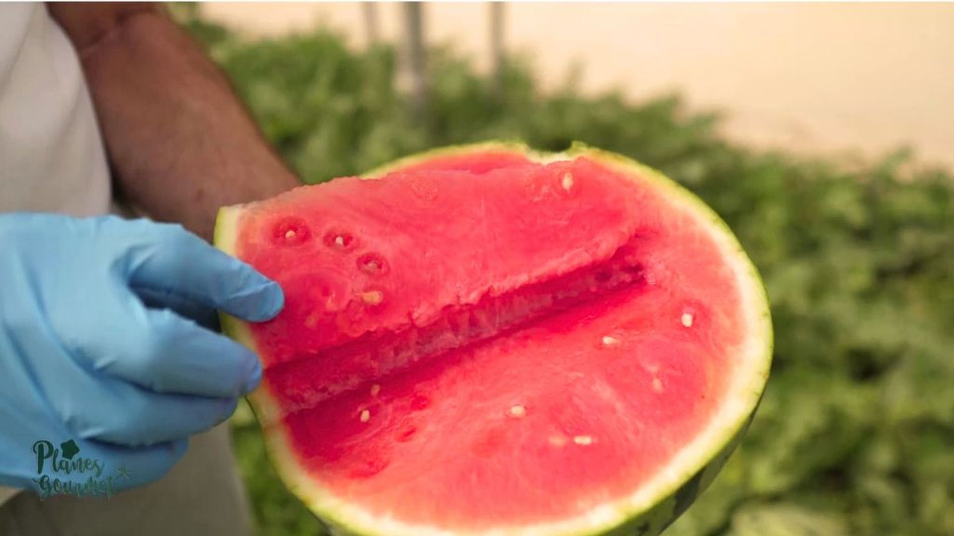 'La primera sandia europea' iniciativa llevada a cabo por Coexphal