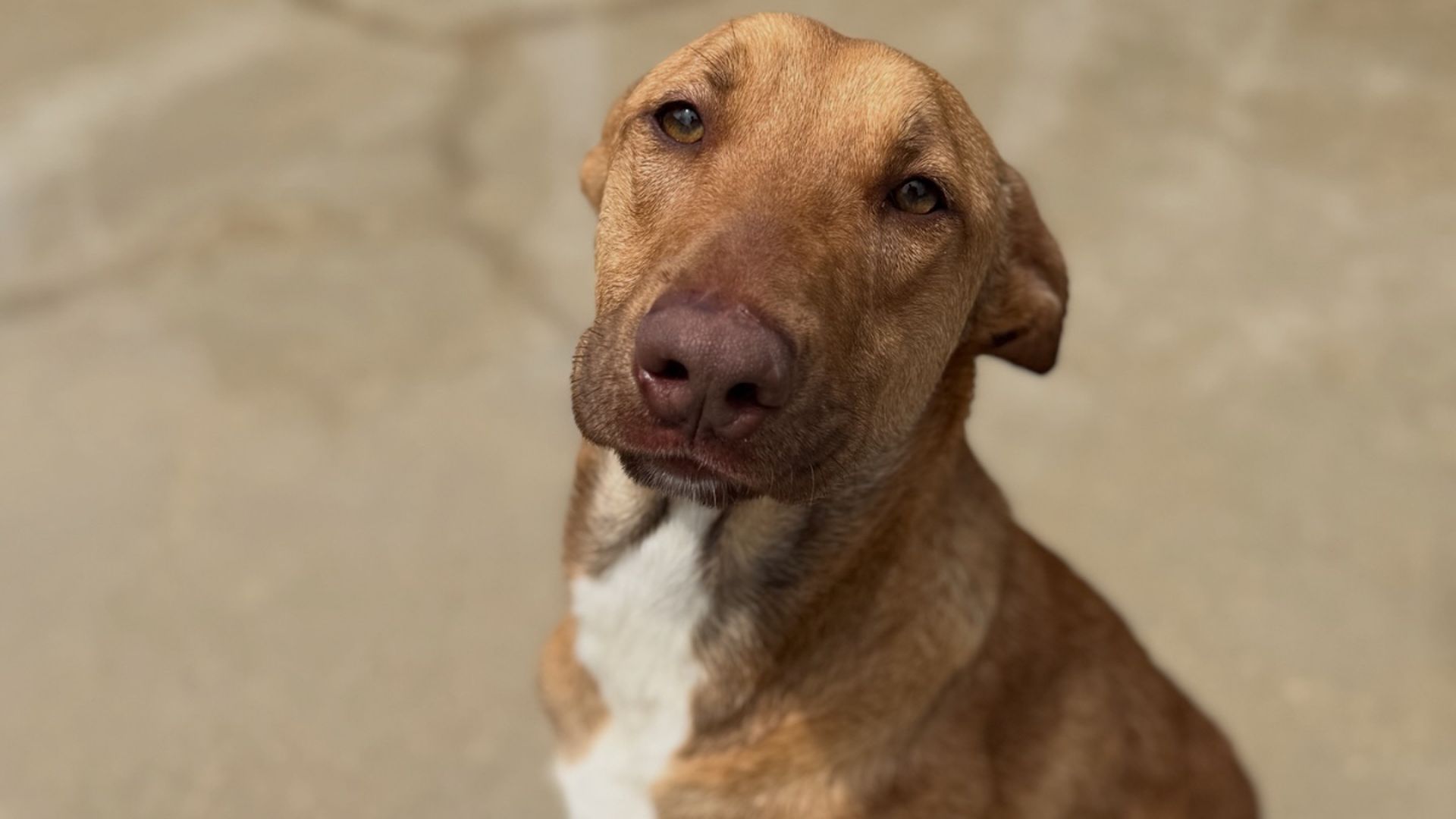 Uno de los perros de la perrera de Los Barrios para los que piden ayuda Uno de los perros de la perrera de Los Barrios para los que piden ayuda