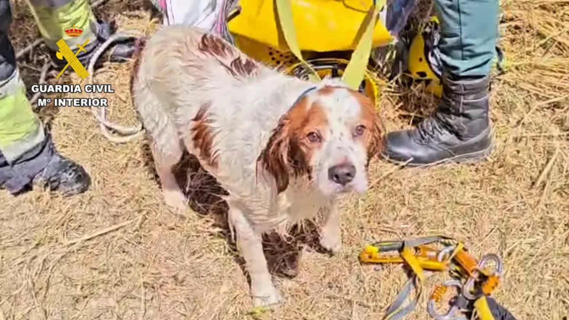 La Guardia Civil rescata un perro en Sant Joan, Mallorca La Guardia Civil rescata un perro en Sant Joan, Mallorca