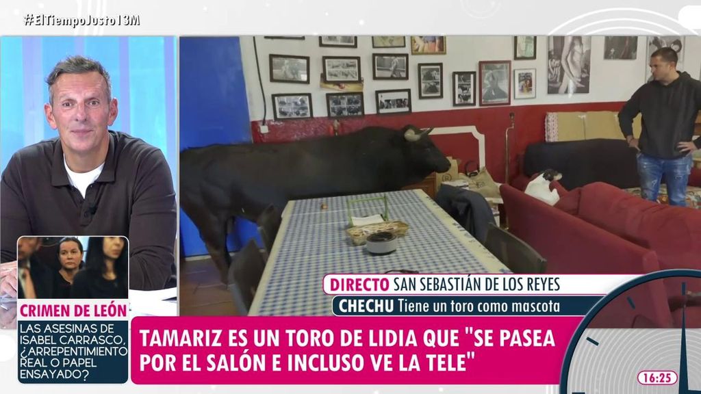 La conexión de riesgo de un reportero de 'El tiempo justo' con Tamariz, el toro bravo que tiene como mascota Chechu: "No te aseguro nada"
