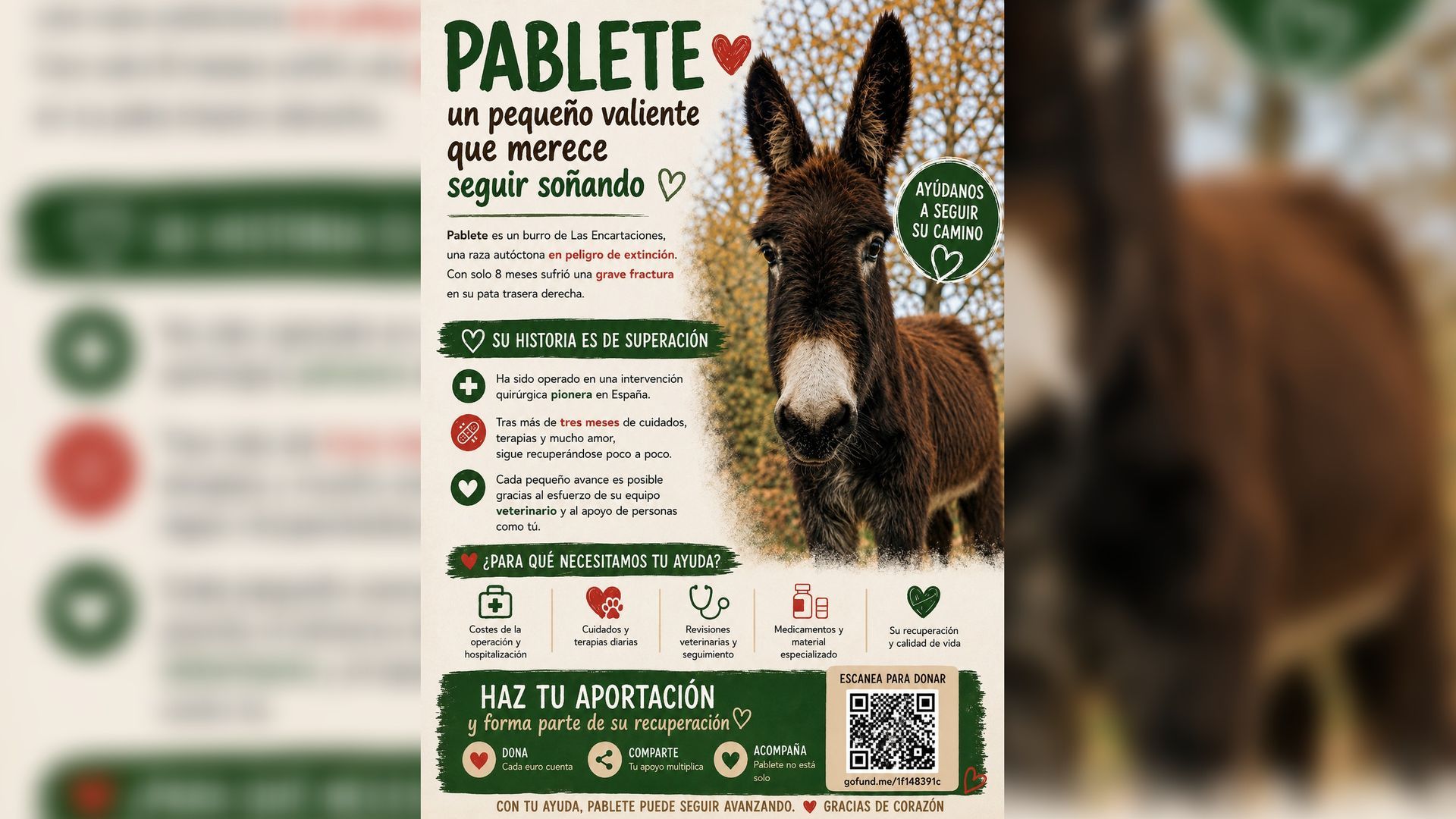 Buscan ayuda para poder costear los gastos veterinarios de Pablete, un burro que se recupera de una operación