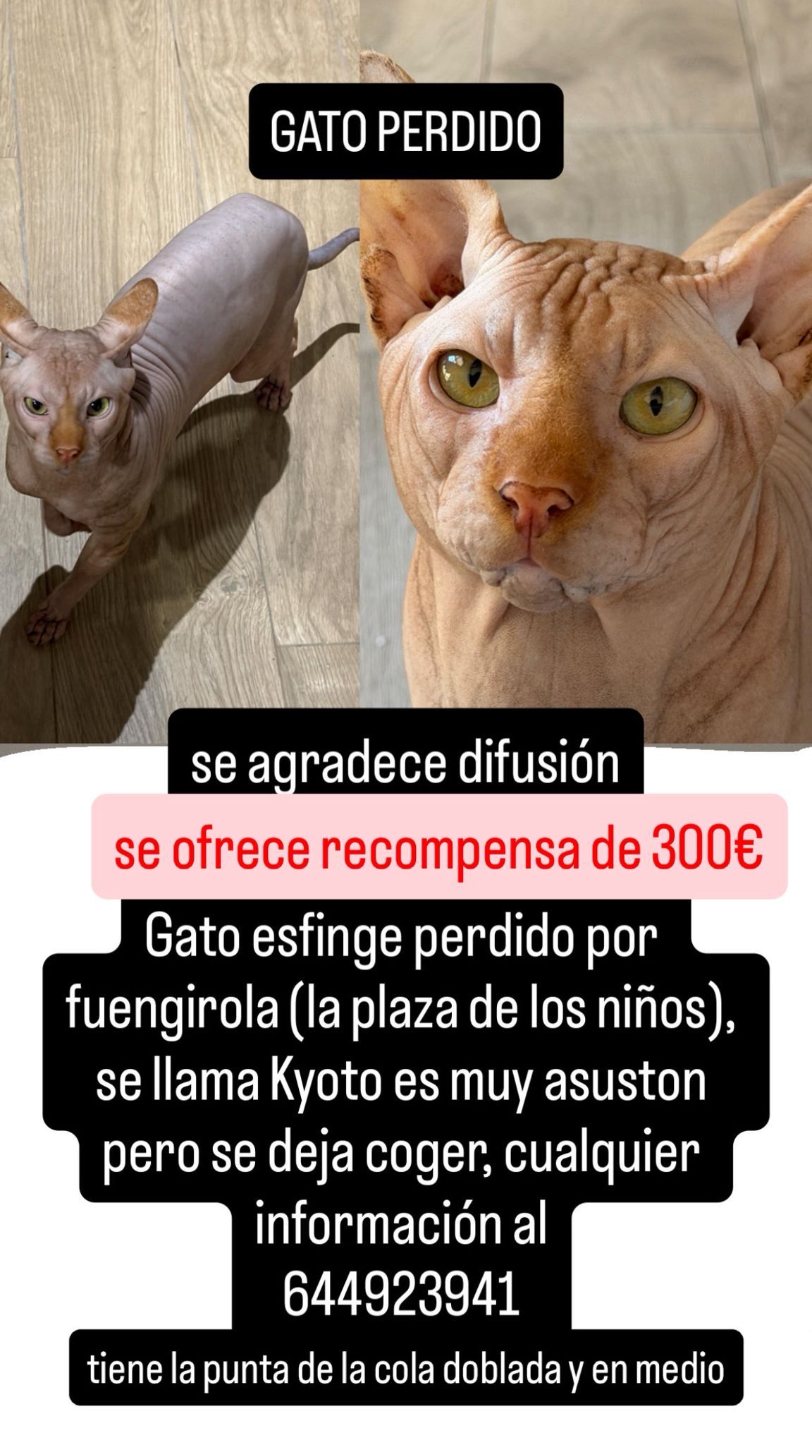 Cartel de la Búsuqeda de Kioto