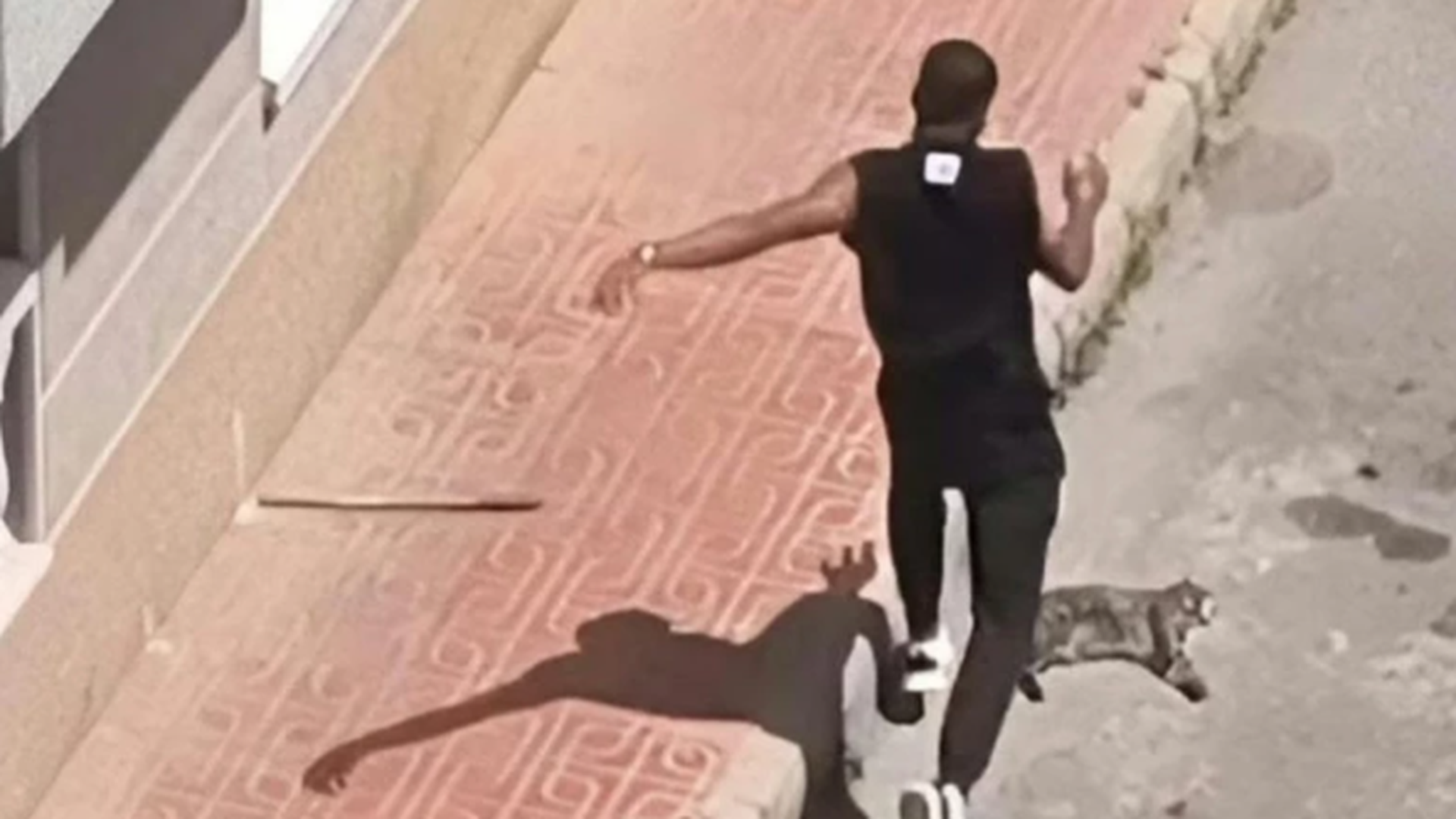 Mata un gato a patadas en Torrevieja Mata un gato a patadas en Torrevieja