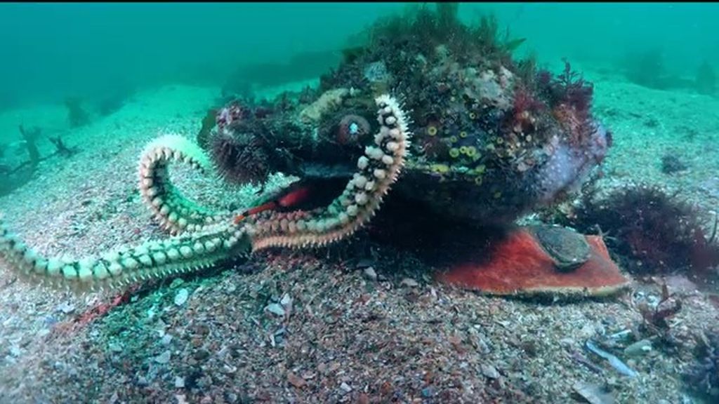 El cineasta submarino José Irisarri capta en los fondos de Cíes la curiosa imagen de una caracola alimentándose de una estrella de mar