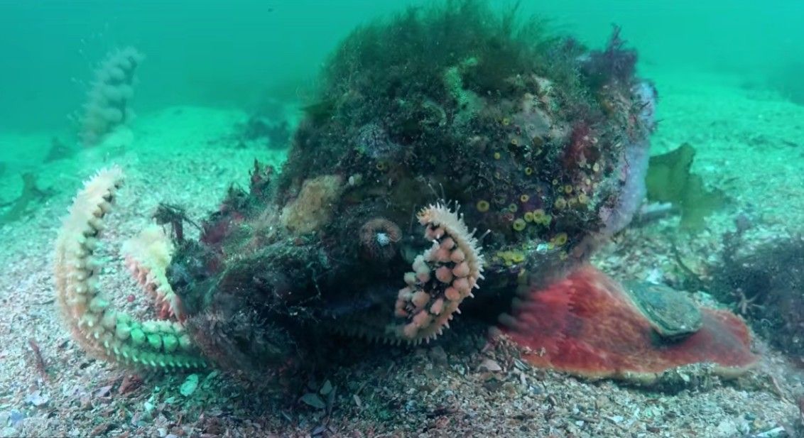 El vídeo recoge el momento en el que una caracola devora una estrella de mar