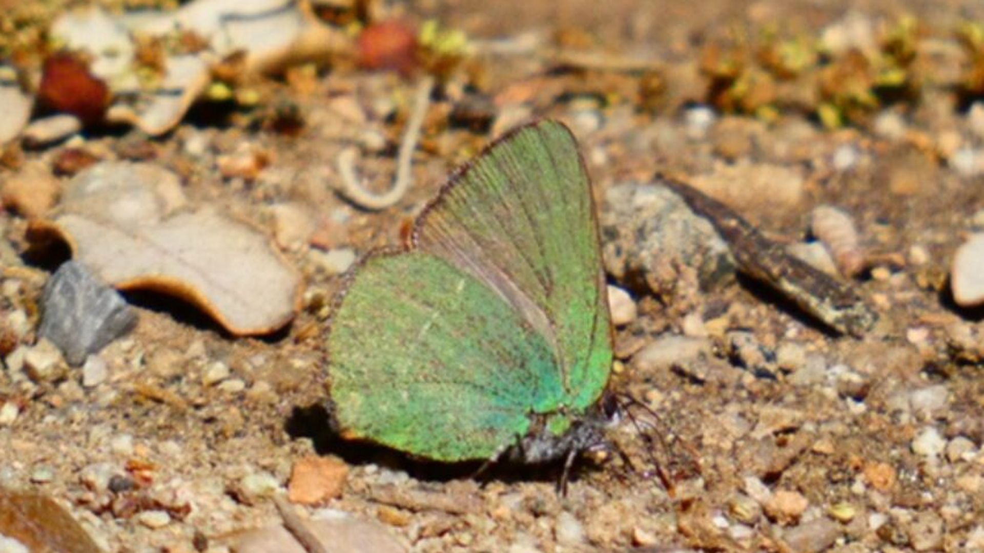 La cejirrubia (Callophrys avis) La cejirrubia (Callophrys avis)