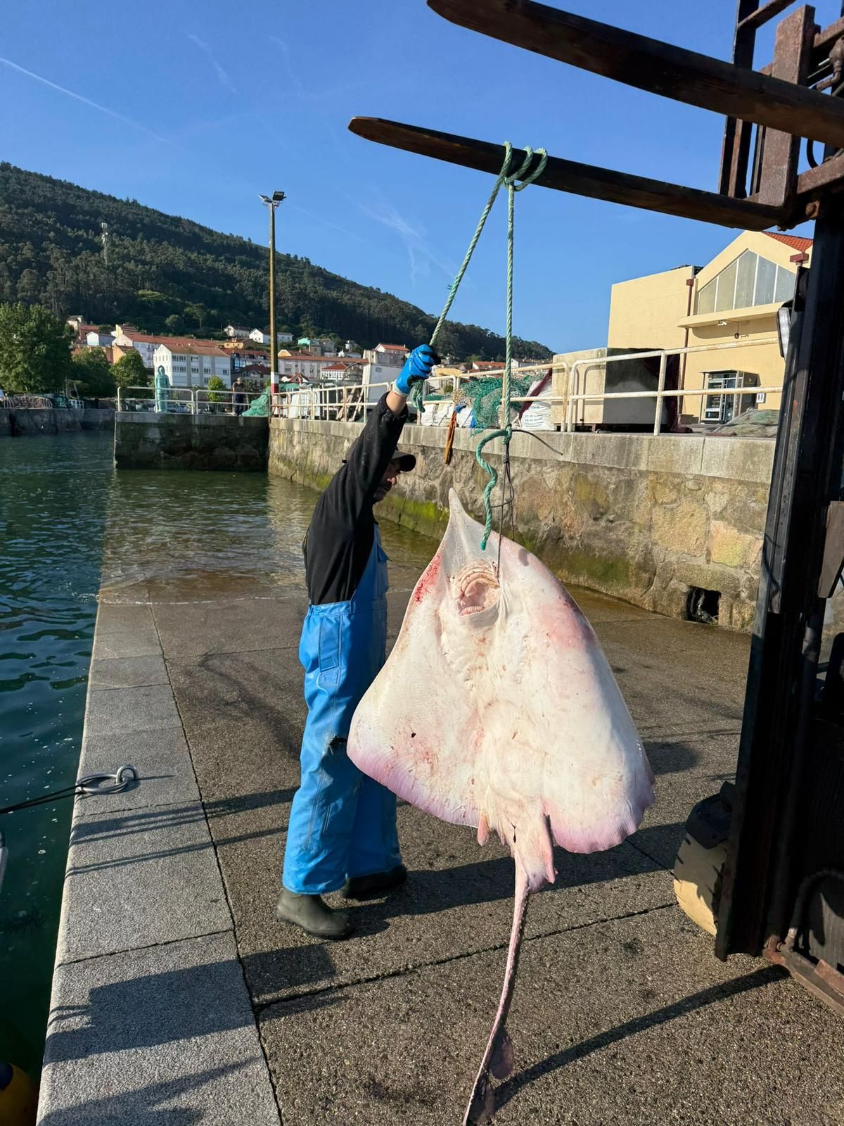 A su llegada a puerto, pesaron la raya que alcanzó los 53 kilos