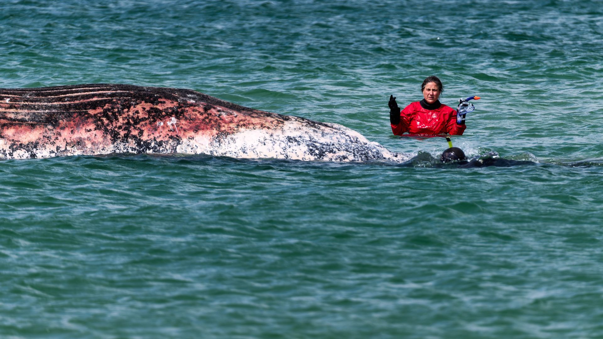 La ballena Timmy