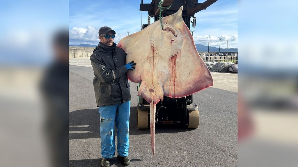 Un pescador de Porto do Son, A Coruña, captura una raya gigante de 53 kilos