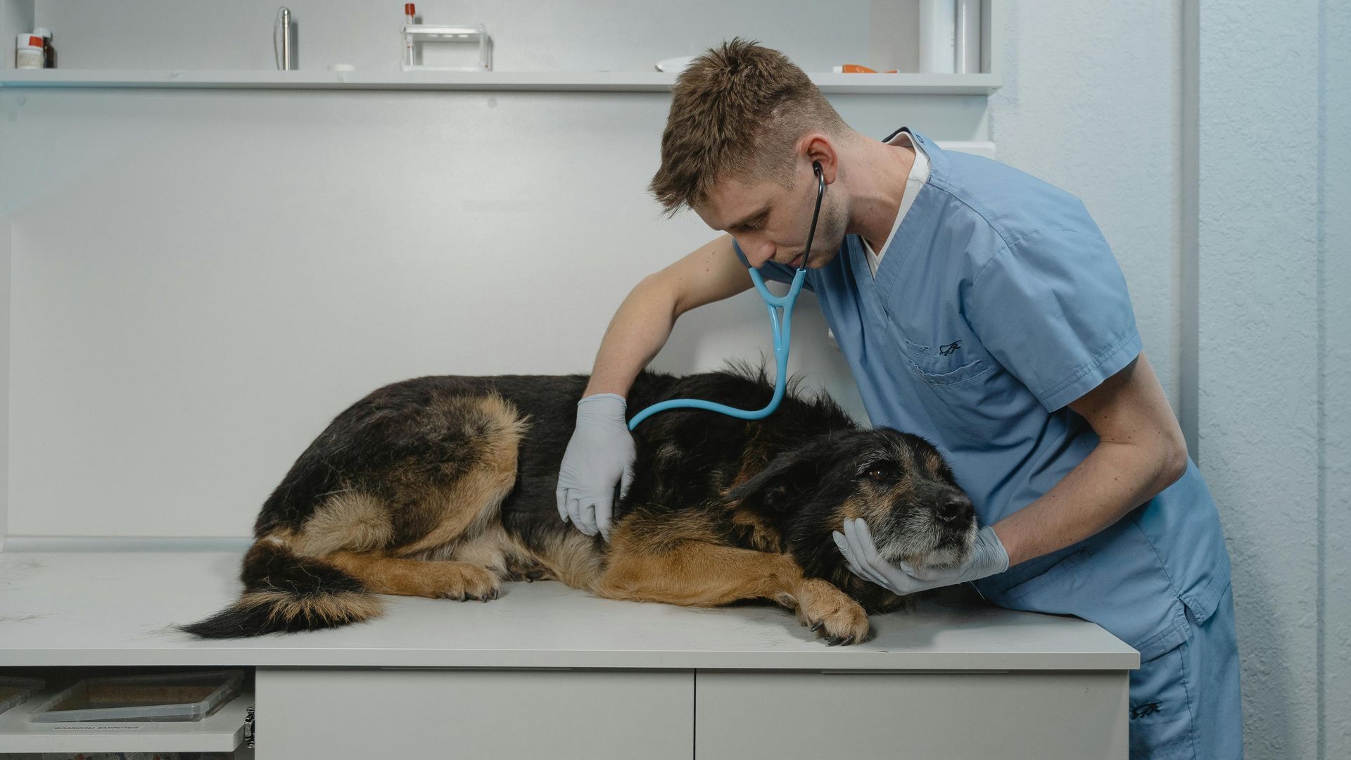 Un perro en el veterinario Un perro en el veterinario
