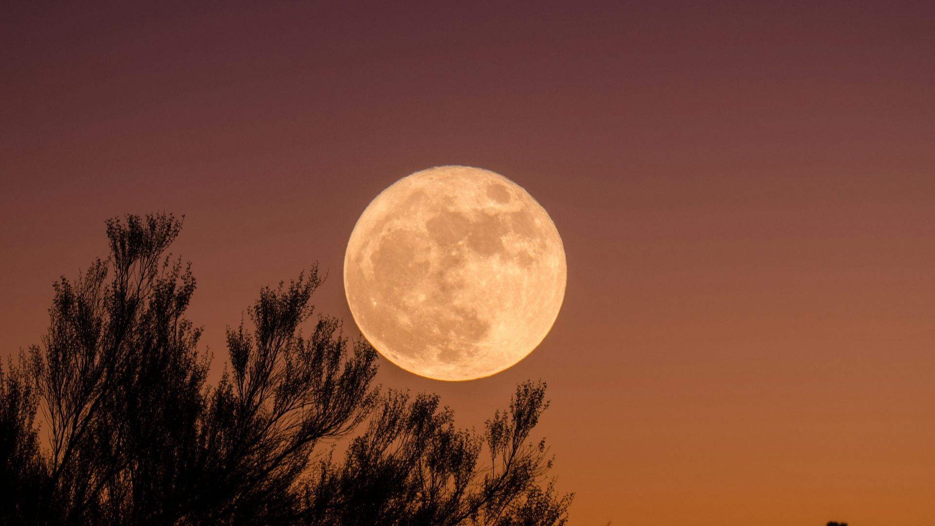 Luna llena Luna llena