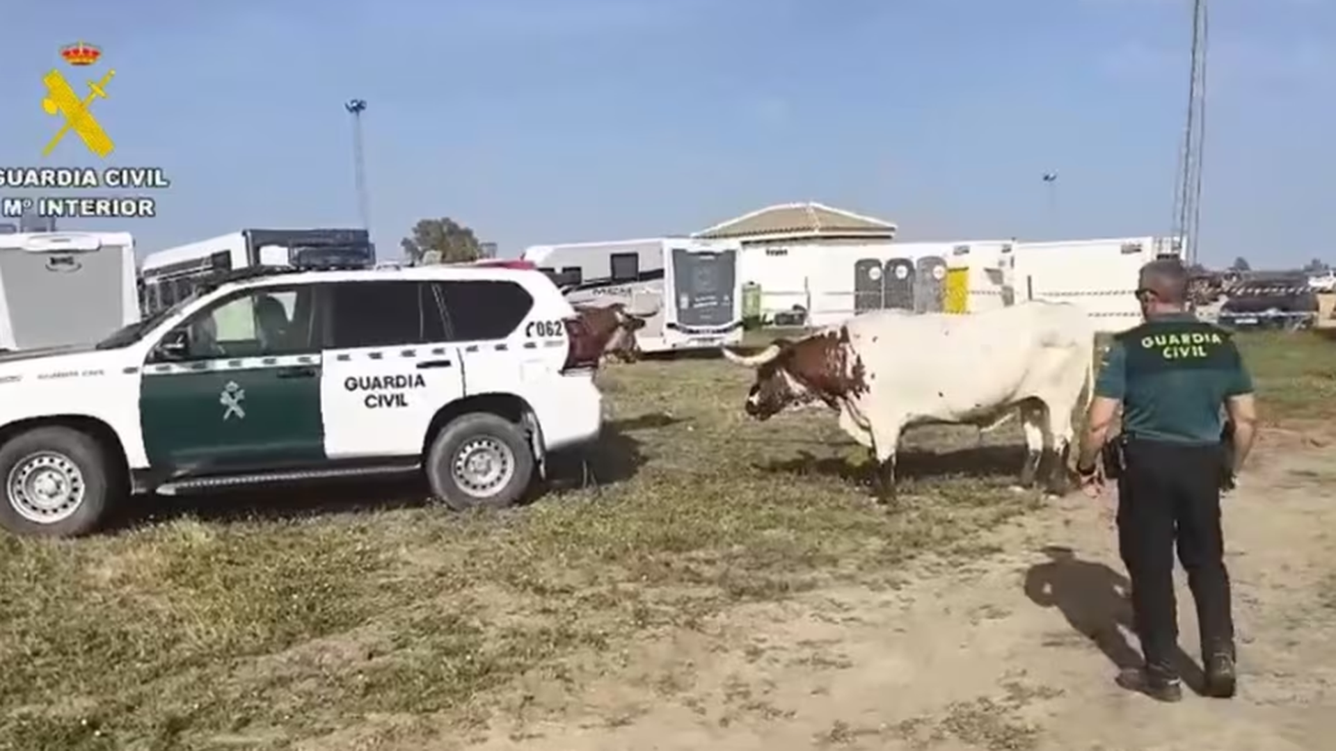 Bueyes descontrolados en la aldea de El Rocío en Huelva, contenidos por la Guardia Civil Bueyes descontrolados en la aldea de El Rocío en Huelva, contenidos por la Guardia Civil