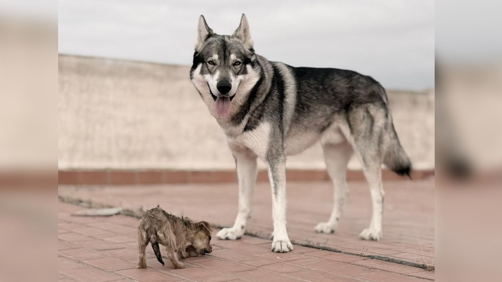 Blue, el perro lobo de Roquetas de Mar