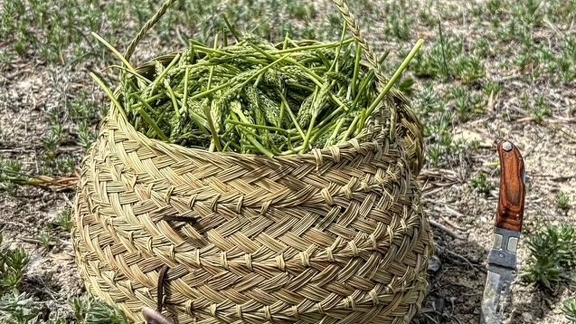El botánico que enseña a los chefs a comerse el bosque