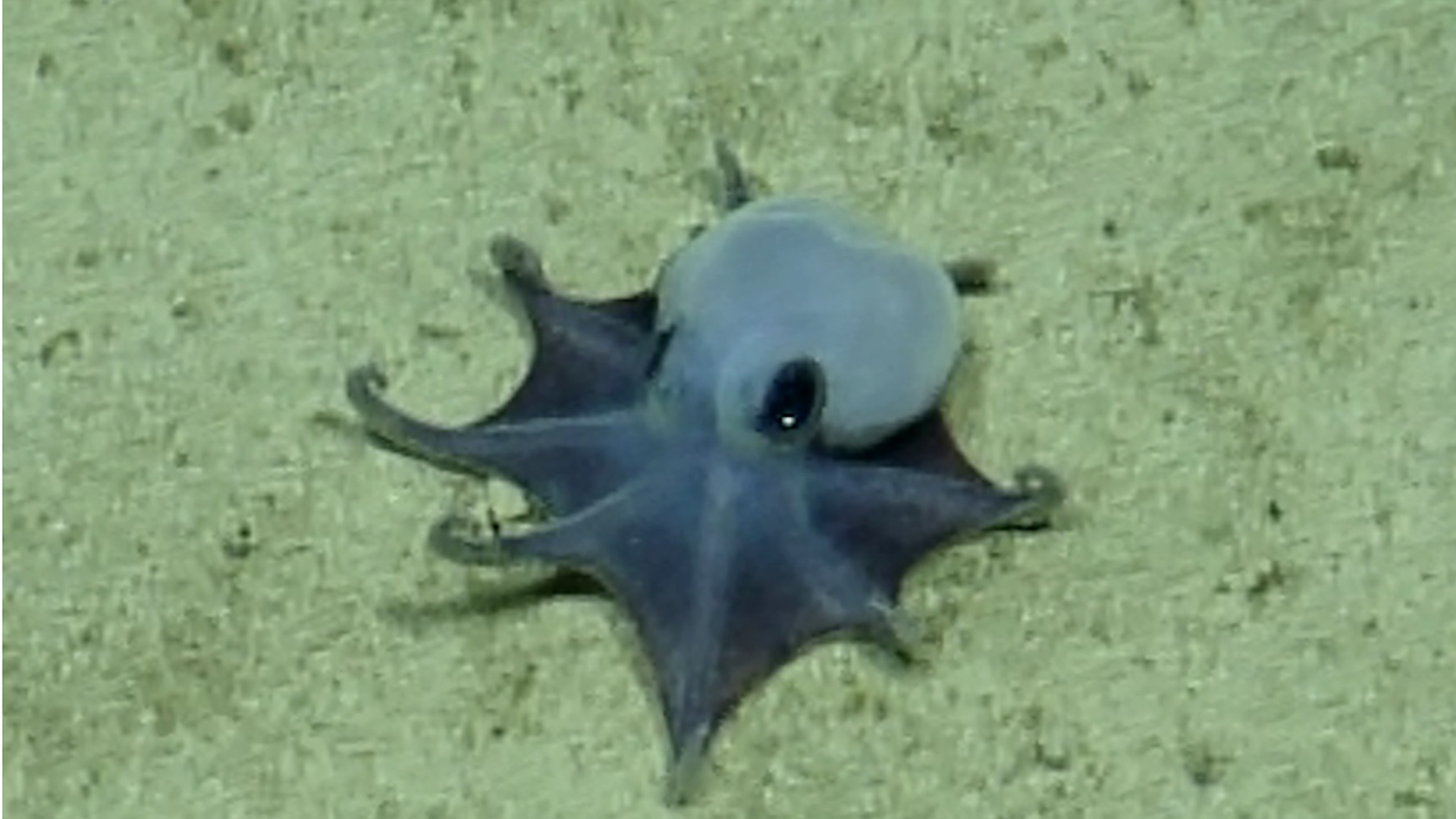 Descubren una nueva especie de pulpo, diminuto y de color azul, en las islas Galápagos