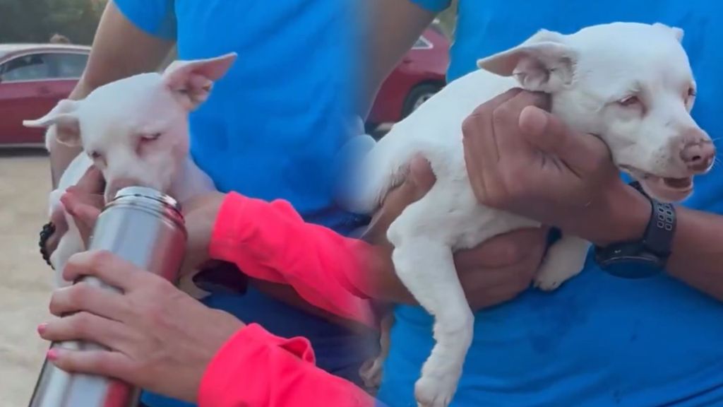 Final feliz para Dori: encuentran a la perrita ciega y sorda que llevaba tres días desaparecida en Badalona