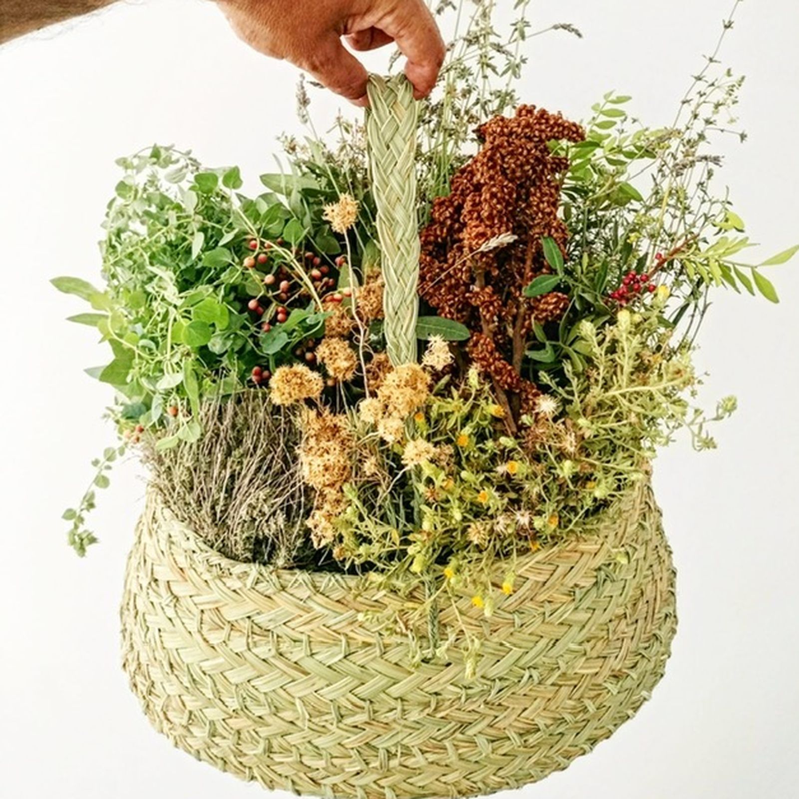 Las plantas con valor gastronómico que redescubre Juan Carlos Roldán