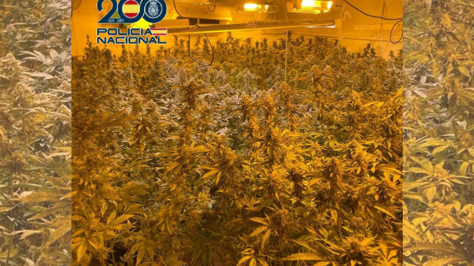 Plantación 'indoor' de marihuana en El Palmar, Murcia