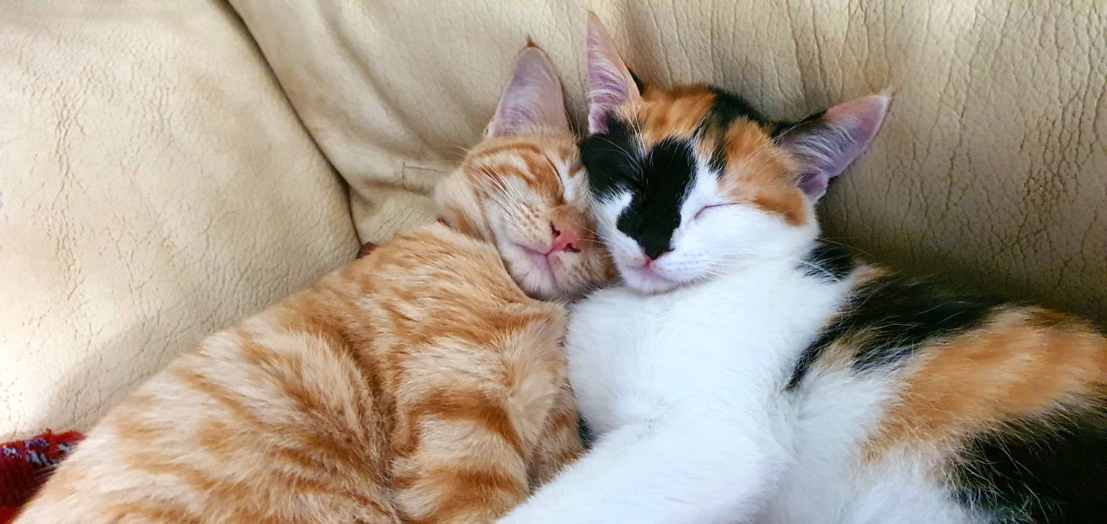 Toasty y su amiga