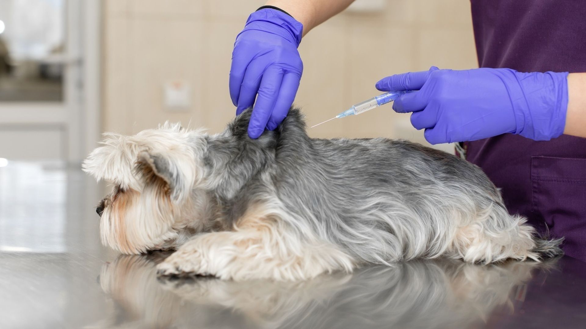 Un veterinario vacunando a un perro