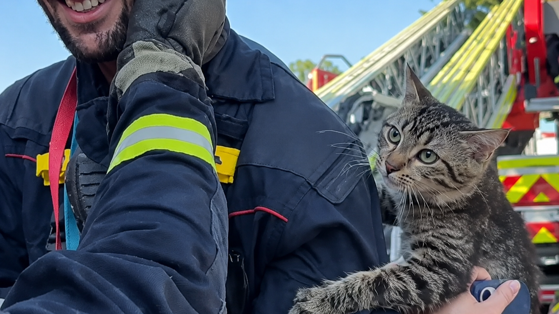 Los Bomberos de Madrid rescatan a un gato atrapado en un árbol Los Bomberos de Madrid rescatan a un gato atrapado en un árbol