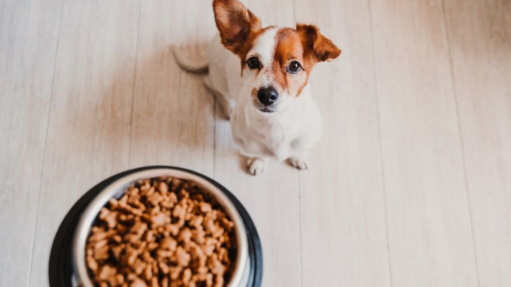 Día Nacional de la Nutrición: la importancia de alimentar de manera adecuada a las mascotas