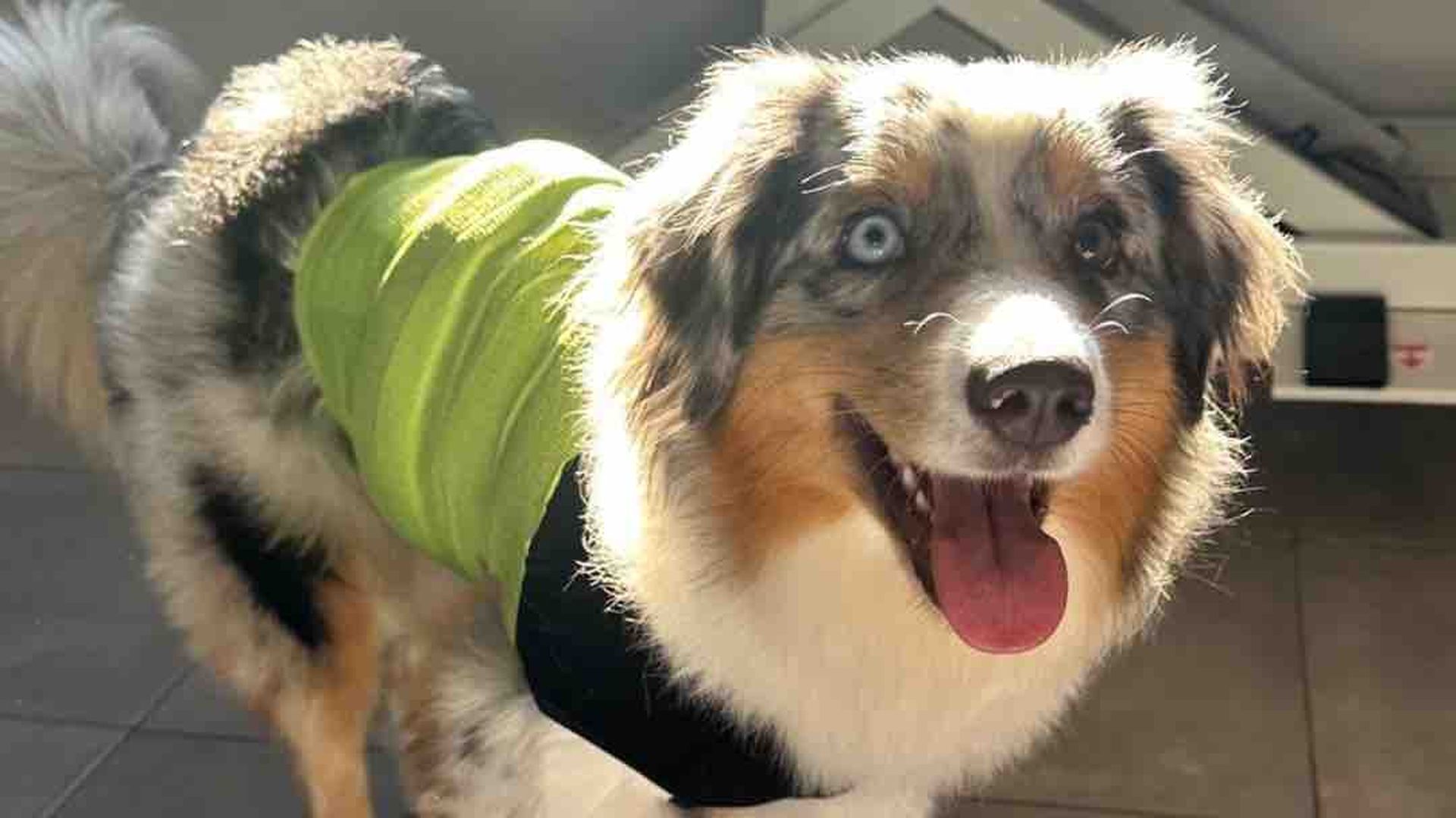 Nala es una pastora australiana que sufre una grave arritmia y tiene que ser operada en Milán Nala es una pastora australiana que sufre una grave arritmia y tiene que ser operada en Milán