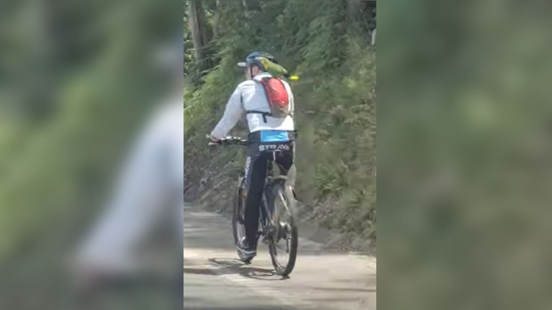 Un ciclista pasea a su loro en Vigo Un ciclista pasea a su loro en Vigo