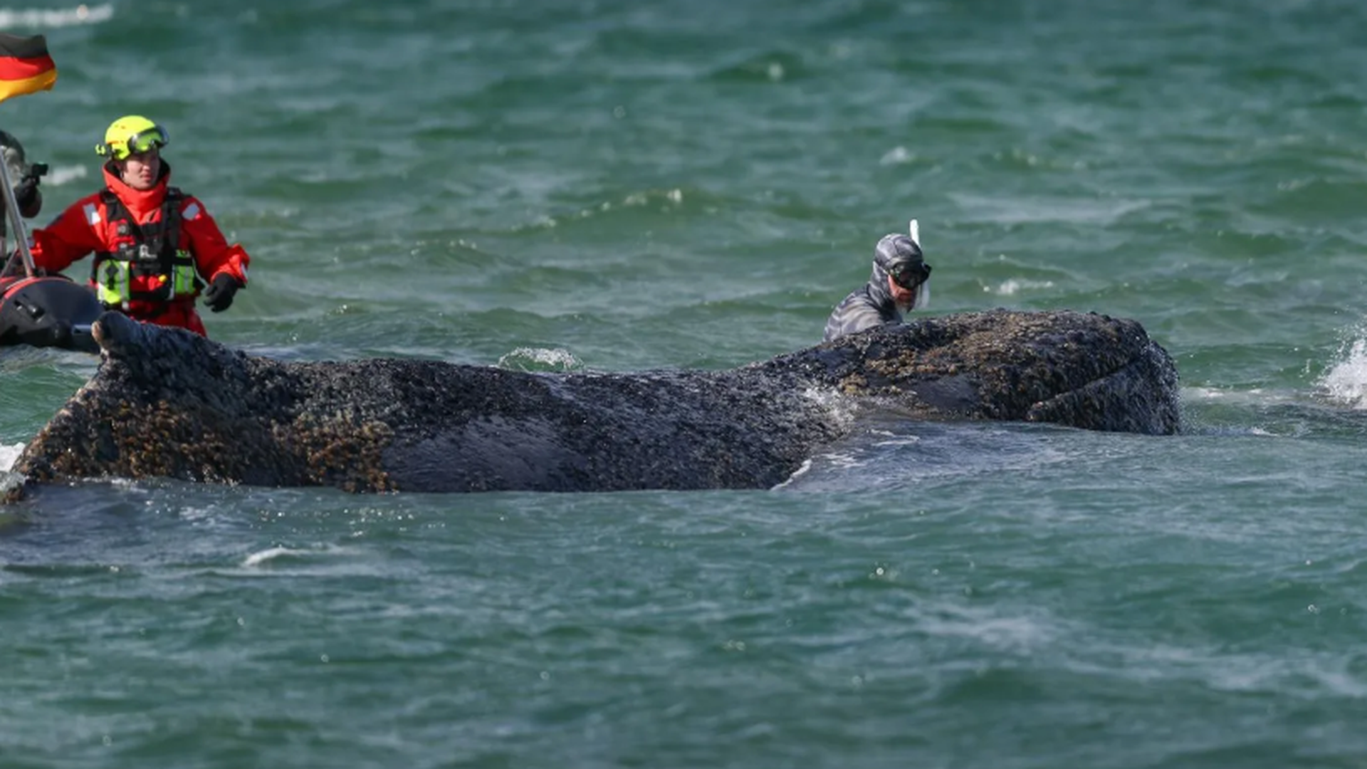 El cadáver de la ballena Timmy, en las costas danesas, podría explotar: todos los gases tóxicos que almacena en su interior El cadáver de la ballena Timmy, en las costas danesas, podría explotar: todos los gases tóxicos que almacena en su interior