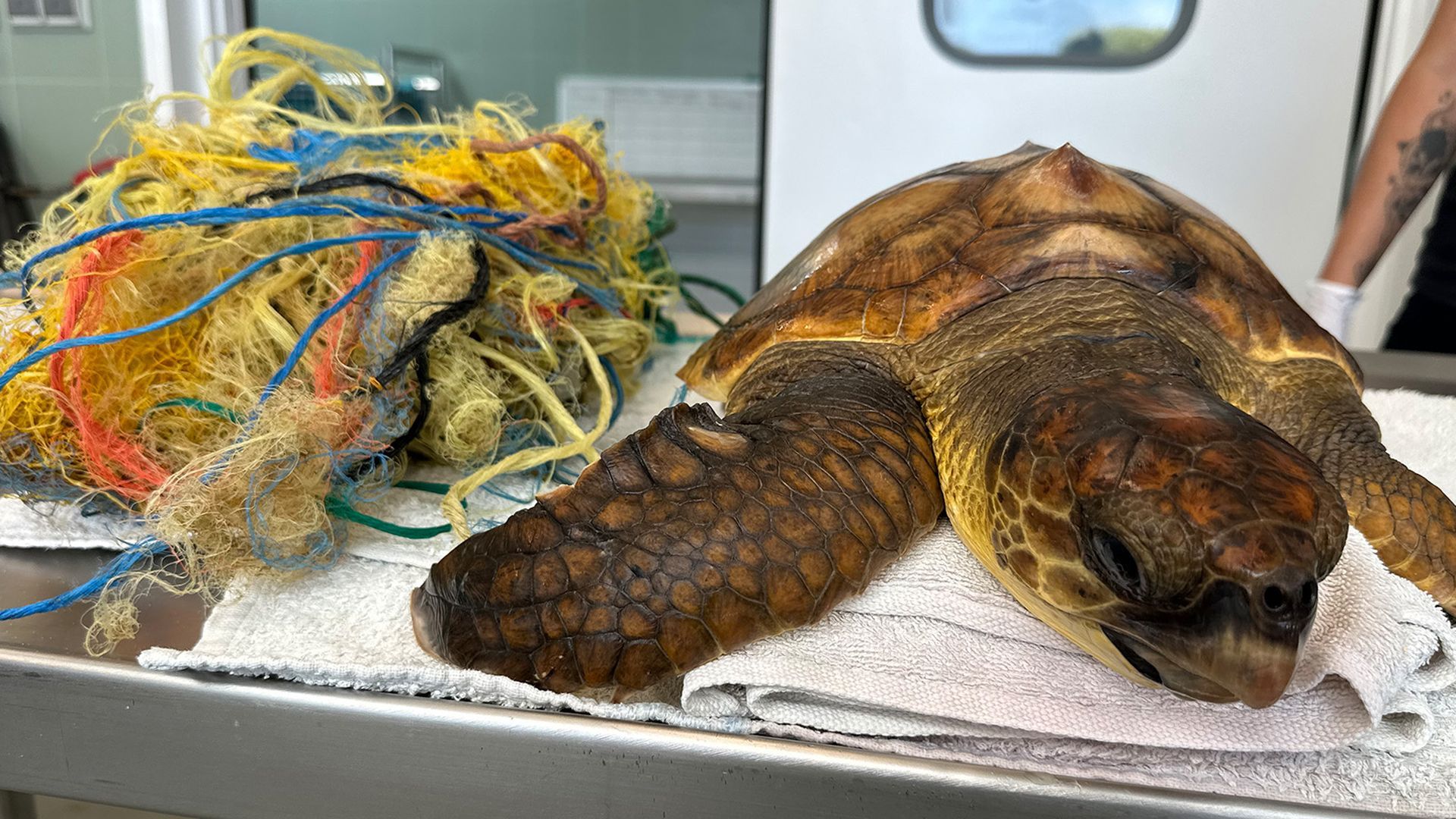 Una tortuga rescatada con su enmalle