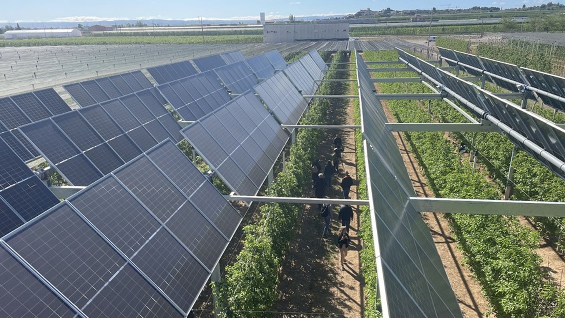 La plantación cuenta con las variedades de manzana Golden y Gala