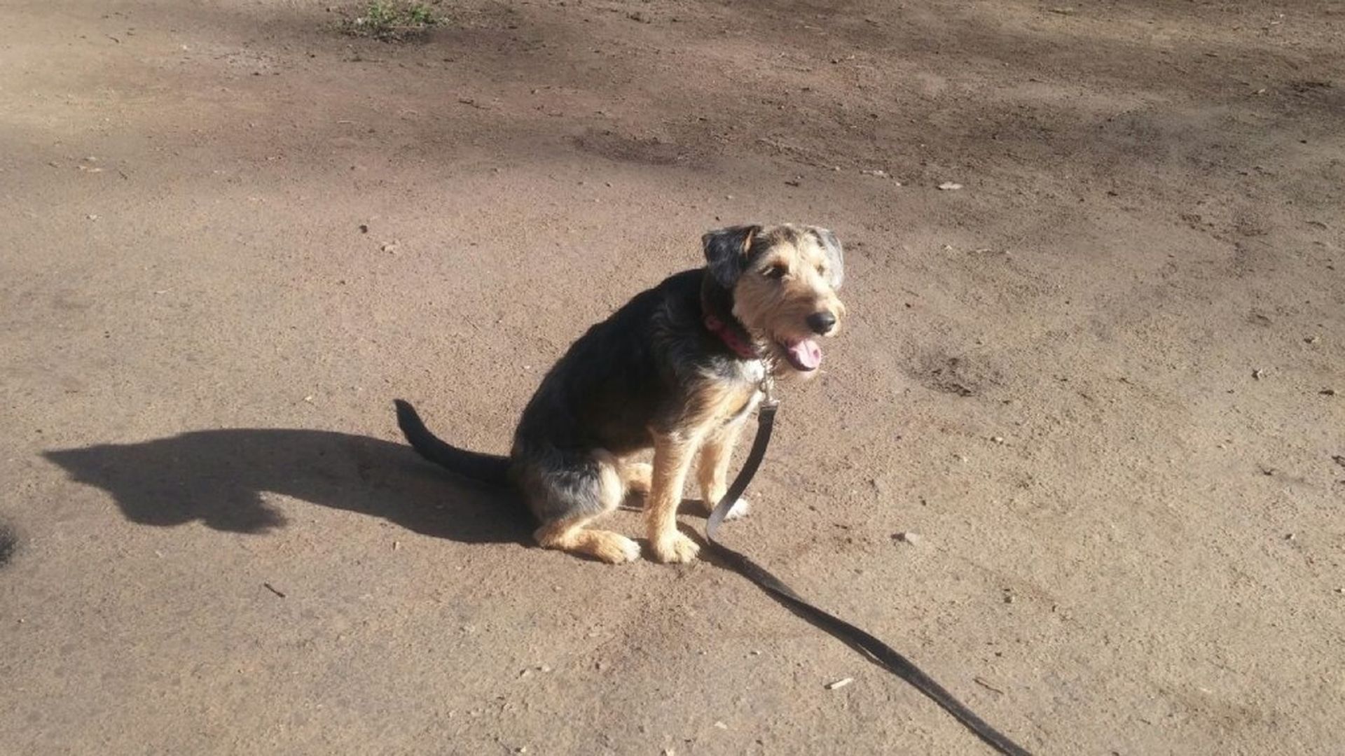 Los dueños tienen la obligación de recoger las heces de su perro Los dueños tienen la obligación de recoger las heces de su perro