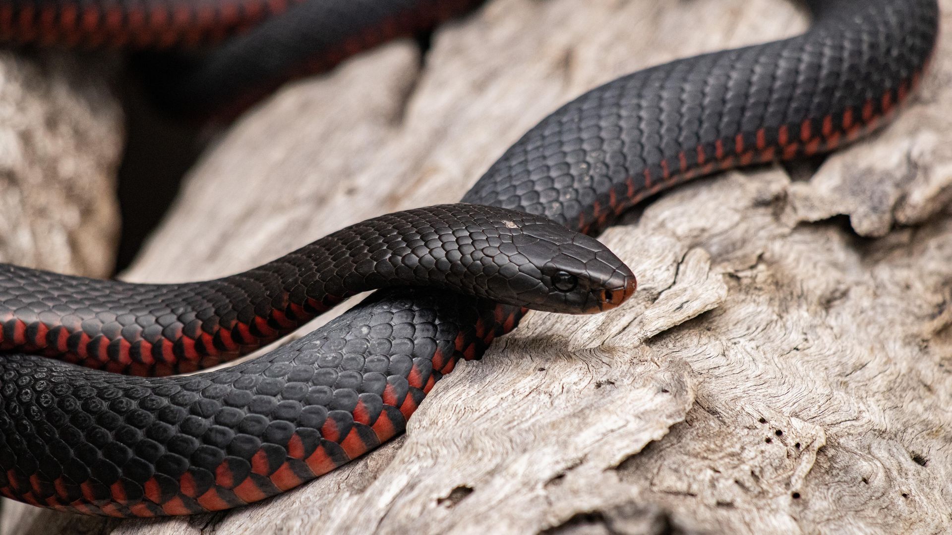 Qué hacer si te encuentras con una serpiente en casa o cerca de ella Qué hacer si te encuentras con una serpiente en casa o cerca de ella