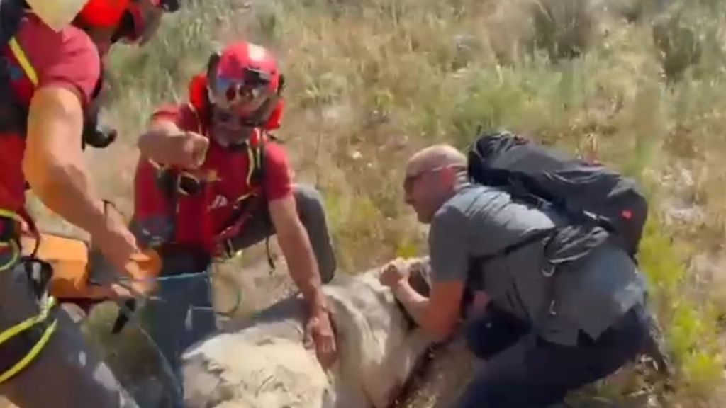 Rescate de un mastín de 80 kilos mientras realizaba un paseo de montaña con su dueño en la Comunidad Valenciana