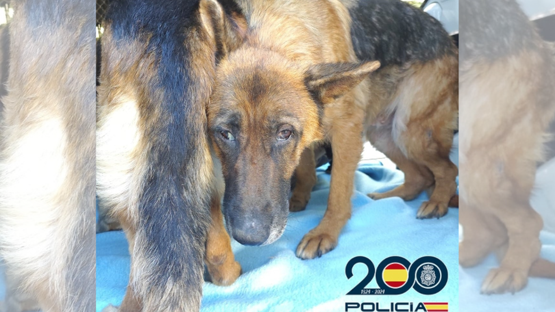 Descubren un criadero ilegal de animales en Almayate, Málaga Descubren un criadero ilegal de animales en Almayate, Málaga