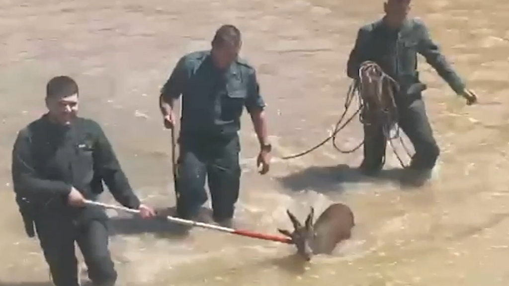La Guardia Civil salva a una cabra montesa en Cártama, Málaga
