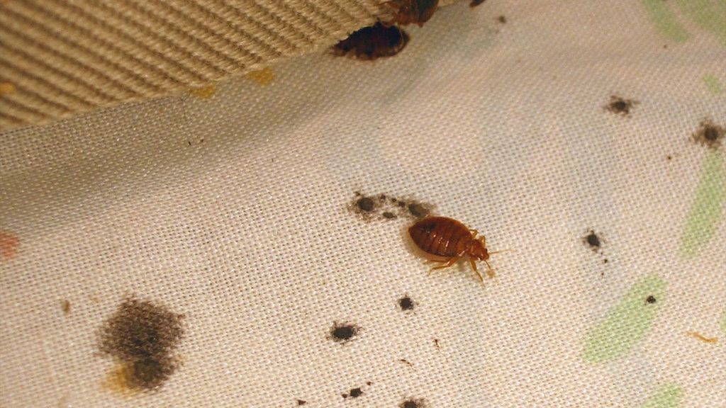 Plaga de chinches en un centro militar: "Duermen en los pasillos por miedo a meterse en la cama"
