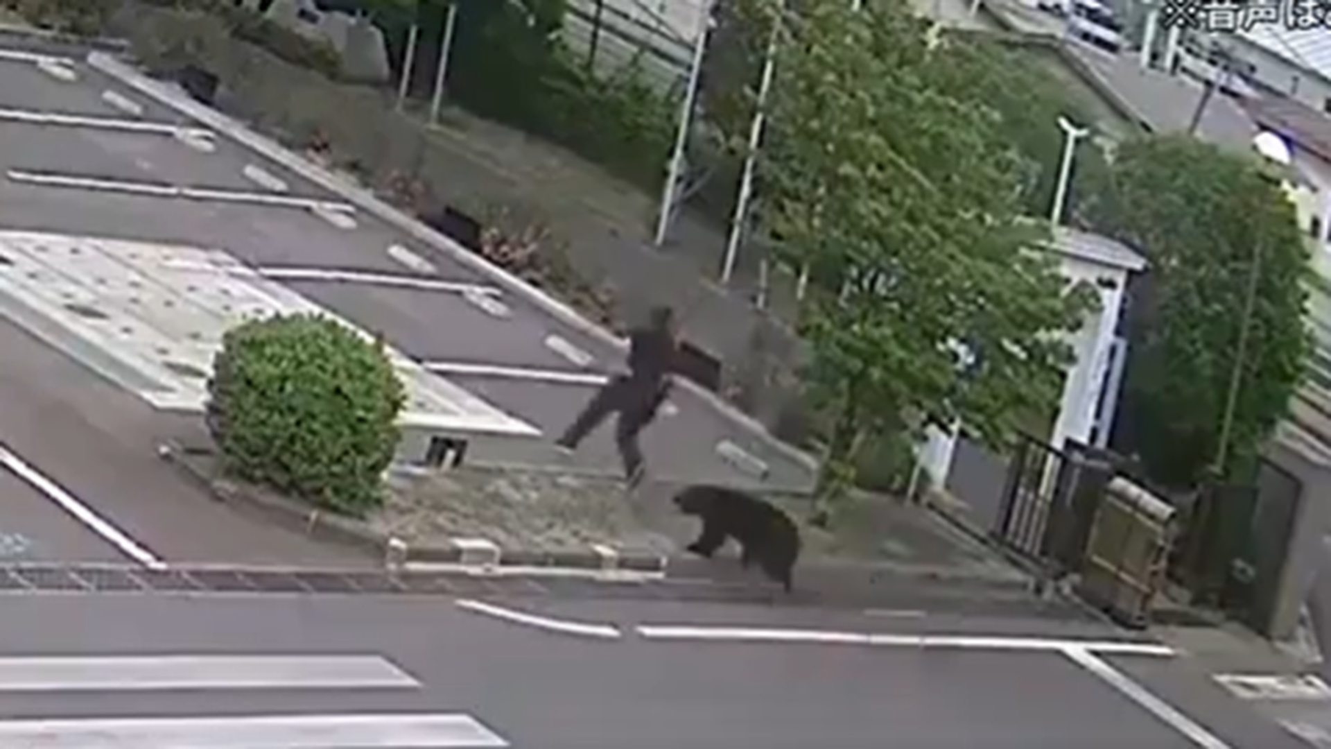 Un oso ataca a varias personas en Fukushima, Japón: cuatro heridos tuvieron que ser trasladados al hospital Un oso ataca a varias personas en Fukushima, Japón: cuatro heridos tuvieron que ser trasladados al hospital