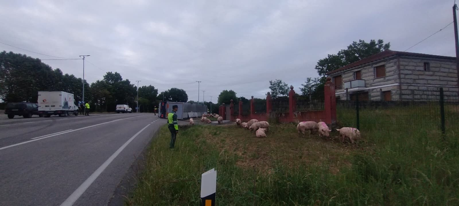 El camión transportaba 180 cerdos que quedaron repartidos por la vía y los arcenes