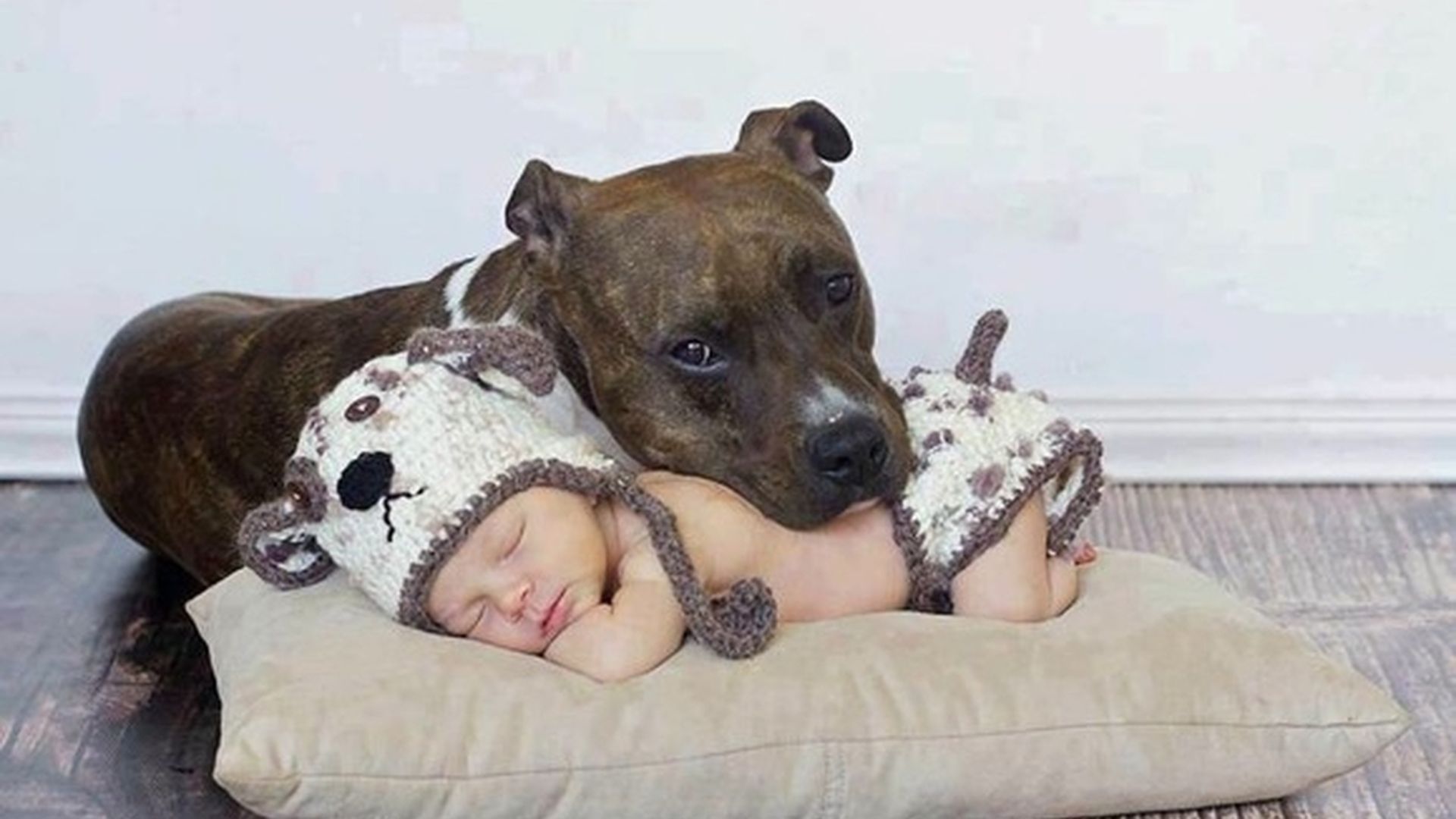 Peques y mascotas