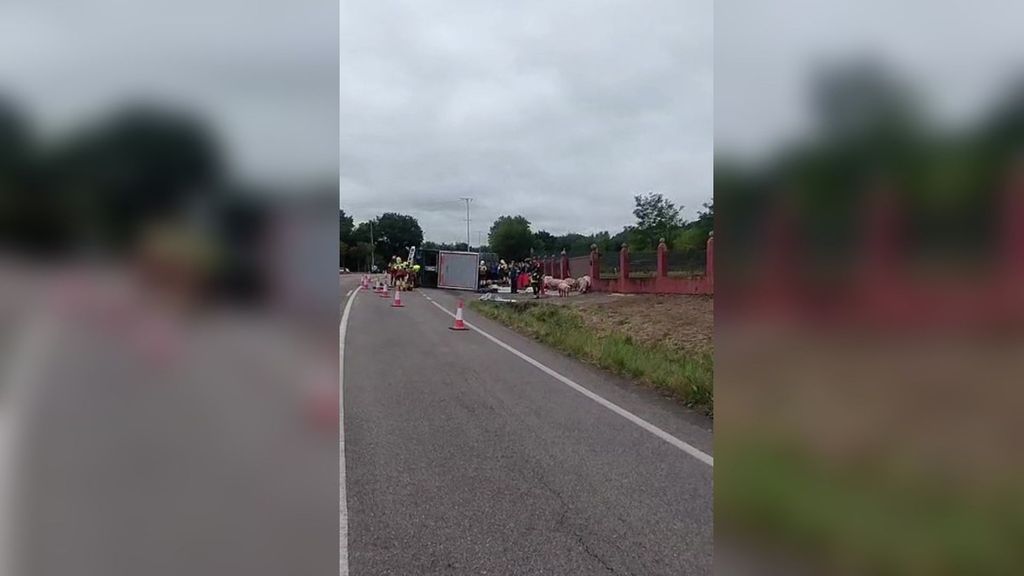 Un camión que transportaba 180 cerdos vuelca en Sandiás, Ourense