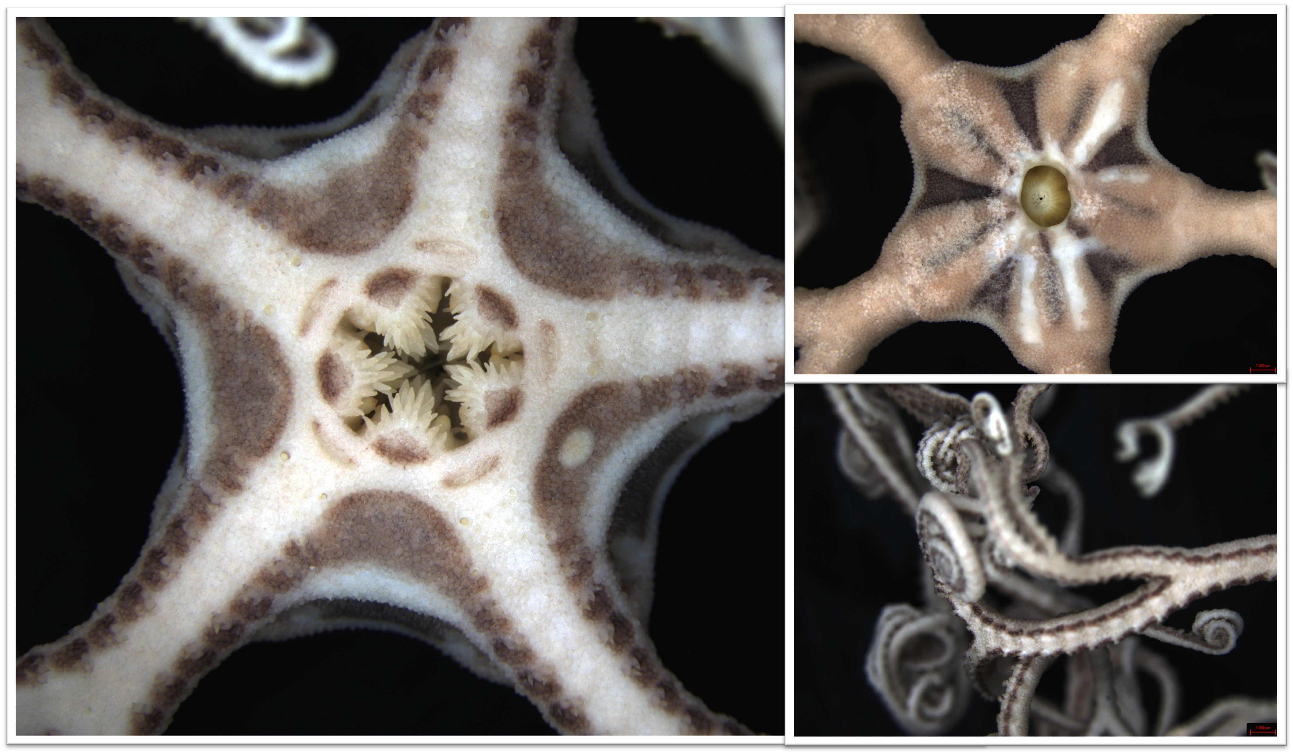 La ofiura Astrospartus mediterraneus localizada en aguas gallegas, bajo el microscopio